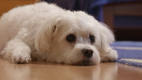 Süßer-Bichon-Hund,-Der-Auf-Dem-Boden-Liegt