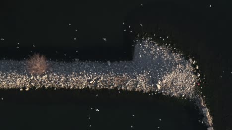 Aerial-shot-of-Hamilton-coastline-with-shimmering-water-at-dusk,-close-up