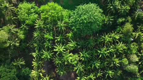 Aerial-top-down-of-Palm-tree-Plantation-near-sandy-beach-of-Sarangani-Bay-in-summer