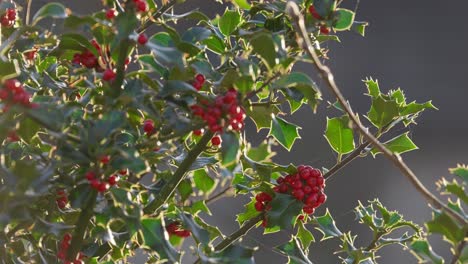 Leuchtend-Rote-Stechpalmenbeeren-Auf-Einem-Stechpalmenbusch
