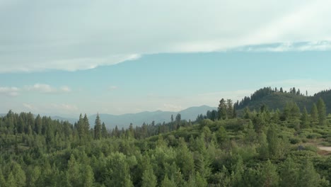 Drone-footage-rising-from-the-base-of-pine-tree-to-reveal-sawtooth-mountains-in-distance