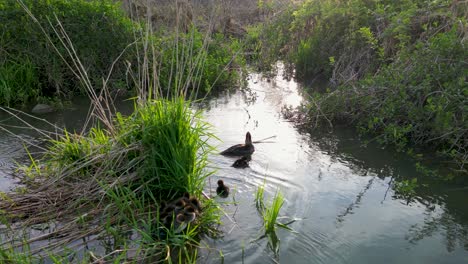 Aerial-view-of-Common-Merganser-babies-joining-mother-in-calm-grassy-wetland-waters,-Hoover-Reservoir,-Ohio