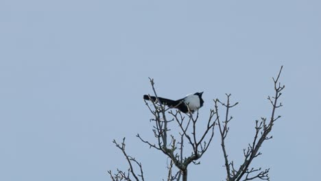 Single-Magpie-bird,-sitting-alone-on-a-branch-high-up-in-a-tree