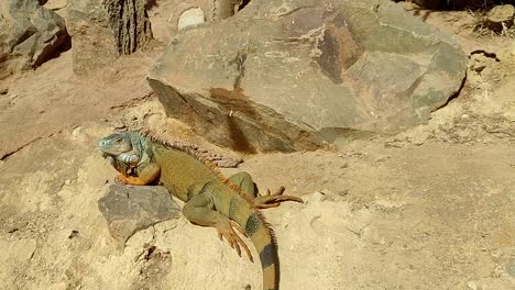 Large-lizard-Agame-lies-on-a-stone-in-the-sun-of-Morocco-and-relaxes-in-the-dry-desert-sand