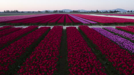 Sobrevuelo-Aéreo-Coloridos-Campos-De-Tulipanes,-Puesta-De-Sol-En-El-Valle-De-Skagit,-Washington,-Estados-Unidos