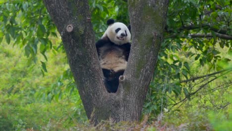 Panda-Gigante-Durmiendo-En-Un-árbol,-Chengdu,-China