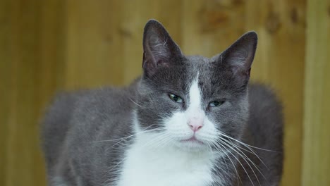 Grey-and-white-domestic-cat-with-green-eyes