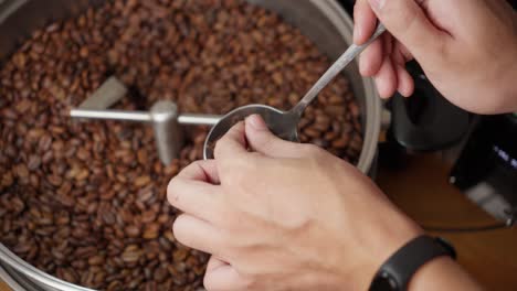 Person-checking-brown-coffee-beans-in-the-rotating-roasting-machine