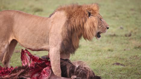 León-Macho-Arrastrando-Cadáveres-A-Través-De-La-Sabana-En-Un-Safari-En-La-Reserva-De-Masai-Mara-En-Kenia,-África