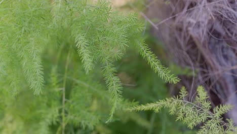 Close-up-macro-of-a-asparagus-fern
