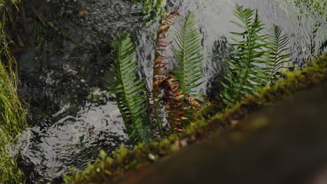 Umgestürzter-Toter-Baum-Und-Moos-Im-Fließenden-Bach-Im-Hoh-Regenwald-Im-Olympic-Nationalpark,-Washington