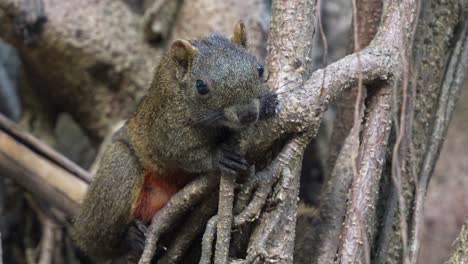 Cute-pallas's-squirrel-spotted-resting-on-the-exposed-tree-roots,-remaining-still-to-avoid-detection,-blending-in-with-the-surroundings,-close-up-shot