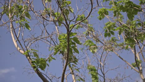 Bosque-épico-Y-Hojas-Con-El-Sol-Y-Las-Nubes.