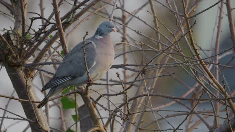 Una-Sola-Paloma-Torcaz-Sentada-En-Lo-Alto-De-Un-árbol-Sicomoro,-Acicalándose,-Limpiando-Sus-Plumas