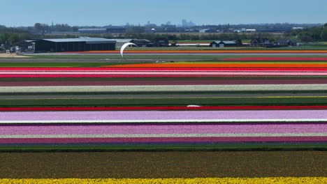 Kite-surfer-glides-effortlessy-between-colorful-pink-red-flower-fields-in-canal