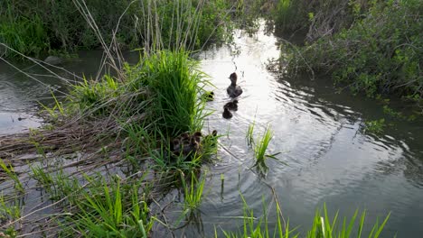 Aerial-view-of-common-Merganser-ducklings-huddling-together-and-joining-mother,-Hoover-Reservoir,-Ohio