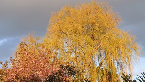 Beautiful-weeping-willow-tree