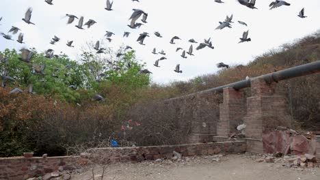 pigeons-flying-motion-shot-at-outdoor-at-evening