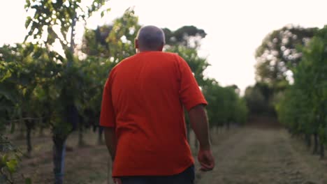 Viejo-Granjero-Con-Una-Camisa-Naranja-Caminando-Hacia-Su-Floreciente-Viñedo