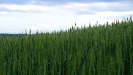 Land-of-wheat-field-in-the-summer