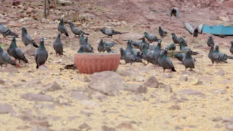 Palomas-Alimentándose-Al-Aire-Libre-Por-La-Noche