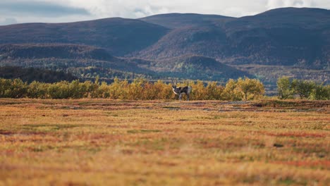 Un-Reno-En-El-Paisaje-Otoñal-De-La-Tundra