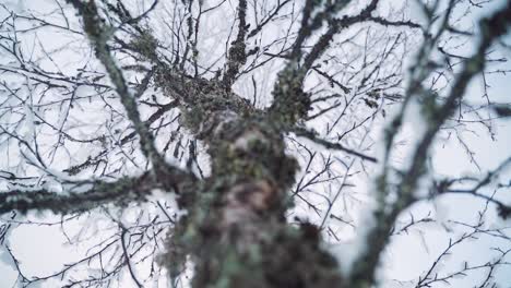 Abedul-Nevado-En-Cámara-Lenta