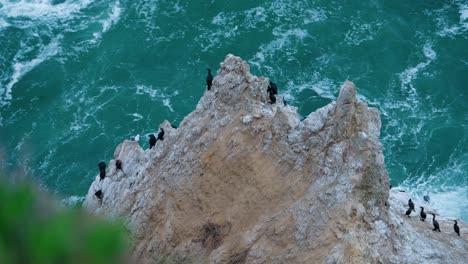 Black-sea-birds-in-northern-California-grouped-up-on-a-sharp-rock