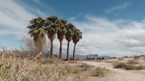 Árboles-De-Oasis-De-Slim-Creek-En-El-Desierto-De-Nevada-A-Lo-Largo-De-La-Autopista-167-Lake-Mead-Cerca-Del-Valle-Del-Fuego-En-Los-Estados-Unidos