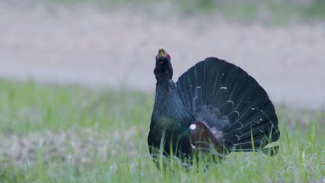 Male-western-capercaillie-roost-on-lek-site-in-lekking-season-close-up-in-pine-forest-morning-light