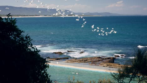 Wollongong-Rockpool-with-birds-flying-past,-NSW,-Australia
