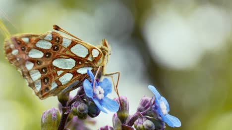 A-butterfly-elegantly-perches-on-a-flower,-soaking-in-the-sun's-gentle-rays-in-a-tranquil-natural-setting