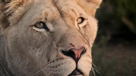 Close-up-of-an-African-lioness-showing-amazing-detail-in-her-features-such-as-eyes,-nose,-whiskers,-ears-and-hair