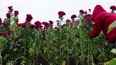 Mexikanischer-Bauer-Erntet-Samtblumen-Für-Die-Feier-Des-Tages-Der-Toten