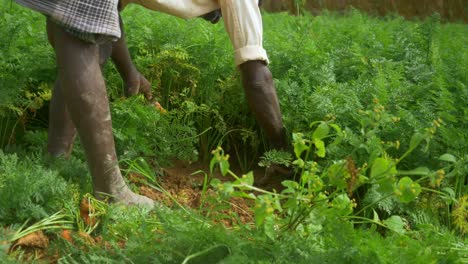 A-farmer-pulling-out-carrots-from-the-soil