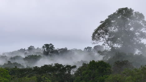 Heavy-mist-covering-the-forest