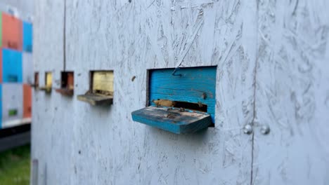 Bienenaktivität-Am-Eingang-Des-Bienenstocks