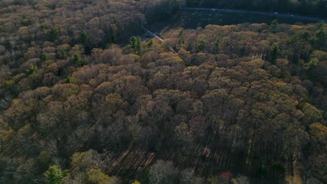 Aerial-dolly-tilt-down-to-thicket-of-bare-trees-with-long-shadows-in-understory