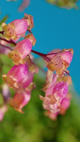 Diese-Bezaubernde-Szene-Fängt-Die-Ausstrahlung-Einer-In-Sonnenlicht-Getauchten-Kalanchoe-Pflanze-Ein,-Eingebettet-In-üppiges-Grünes-Gras-Unter-Einem-Baldachin-Aus-Klarem,-Azurblauem-Himmel