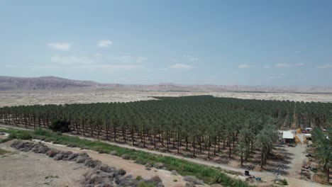 Dattelpalmenfeld-Am-Toten-Meer,-Israel