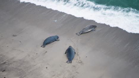 Los-Elefantes-Marinos-Frente-A-La-Costa-Del-Pacífico-En-El-Norte-De-California-Son-Agresivos