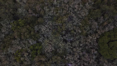 Zoomen-Sie-Aus-Einem-Dichten-Wald-Mit-Einer-Vielzahl-Von-Lebenden-Und-Toten-Bäumen-Heraus