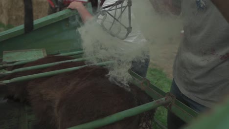 Los-Trabajadores-Contienen-Una-Vaca-En-Una-Jaula-Para-Ganado-Mientras-El-Propietario-La-Marca-Con-Un-Hierro-Candente.