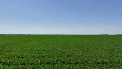 Drohnenansicht-über-Einem-Unendlichen-Grünen-Weizenfeld-Mit-Blauem-Himmel-Im-Hintergrund