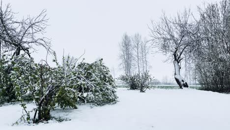 Tormenta-De-Nieve-En-Abril,-Jardín-Con-Hojas-Verdes-Cubiertas-De-Nieve,-Letonia