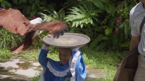 Füttern-Eines-Brahminenweihs-Während-Einer-Vogelschau-Im-Bali-Bird-Park