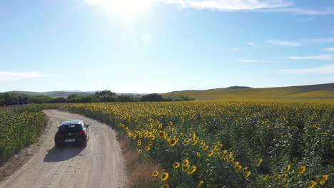 Luftaufnahme---Ein-Feld-Mit-Sonnenblumen-Unter-Einem-Sonnigen-Blauen-Himmel,-Spanien,-Weitwinkelaufnahme-Nach-Vorn