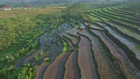 Campos-De-Arroz-En-Terrazas-En-La-Zona-Rural-De-Indonesia,-Vista-Aérea