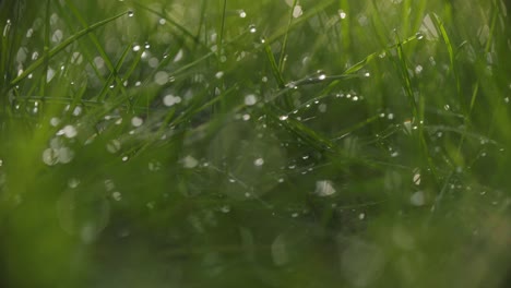 Macro-Dark-Green-Grass-With-Dew-on-It