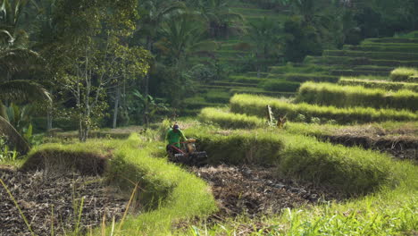 An-unidentified-man-is-tilling-a-rice-paddy-in-Jatiluwih-Rice-Terraces,-Tabanan-Regency,-Bali,-Indonesia